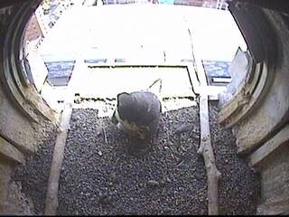 Falcon Nest