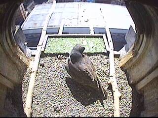 Falcon Nest