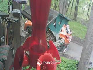 Bird Feeder