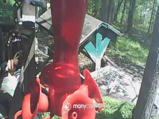 Bird Feeder
