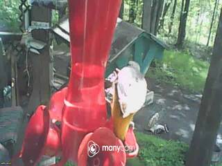 Bird Feeder