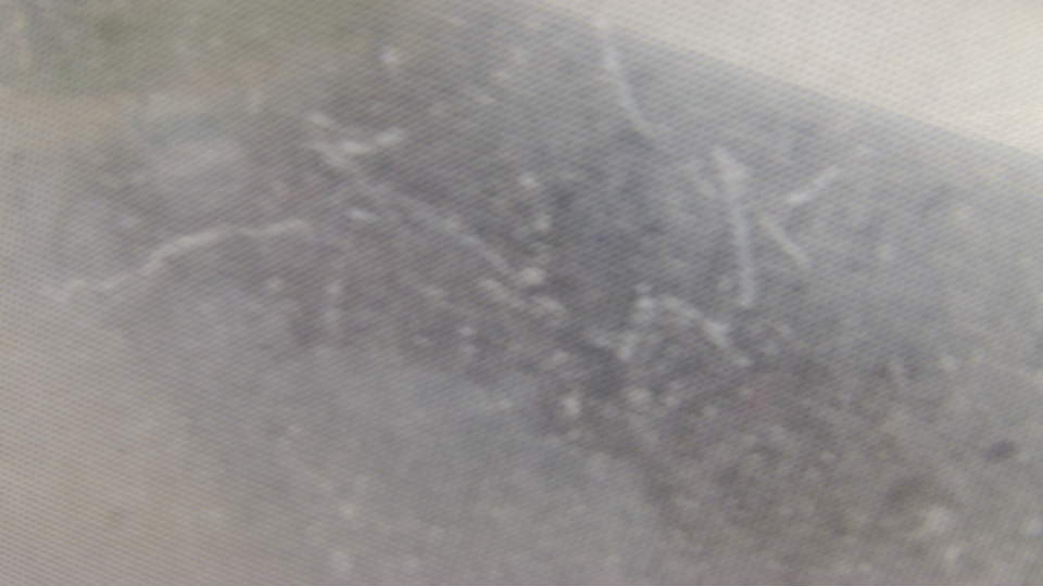 Webcam in United States