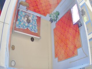 Dog Kennel