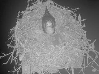 Osprey Nest