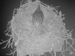 Osprey Nest
