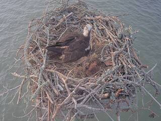 Osprey Nest