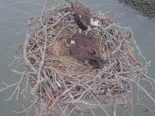 Osprey Nest