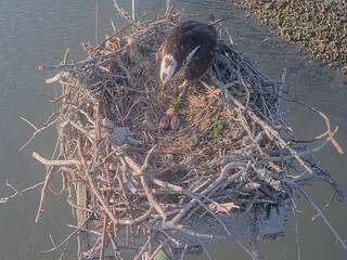 Osprey Nest