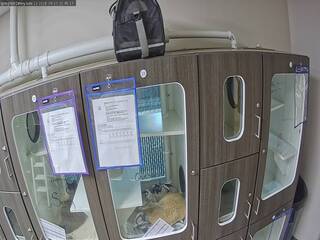 Springfield Cattery Suite