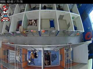 Dog Kennel