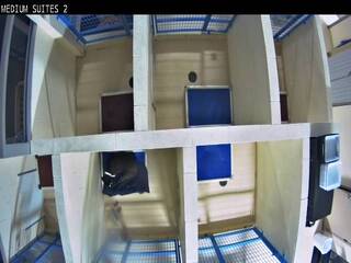 Dog Kennel