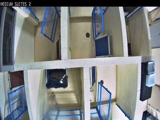 Dog Kennel