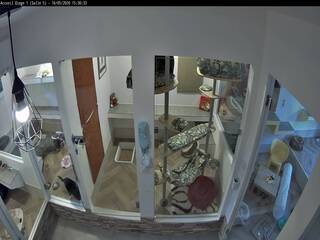 Cat House