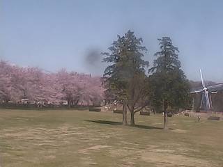 Ogo Green Flower Ranch