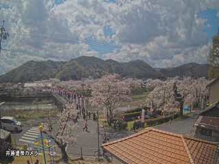 Iwamatsu Cherry Blossom Park