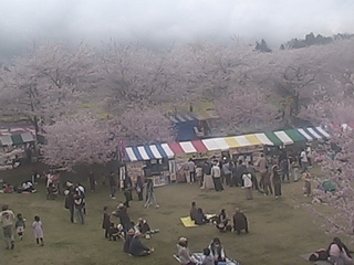 Cherry Blossom Park