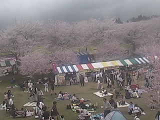 Cherry Blossom Park