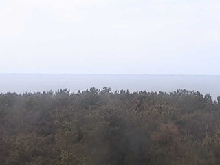 Woods view