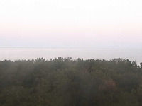 Woods view