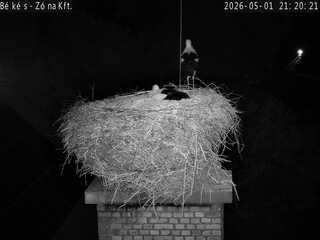 Stork Nest