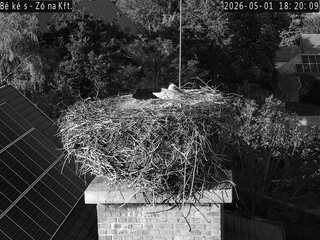 Stork Nest