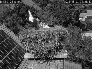 Stork Nest