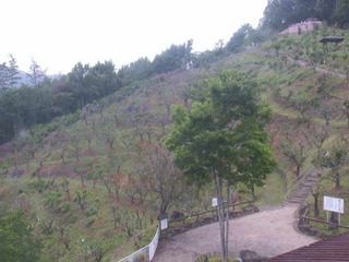 Hillside