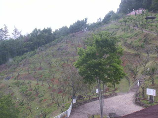 Hillside