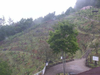 Hillside