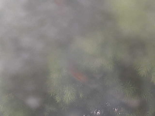 Tree tops