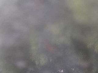 Tree tops