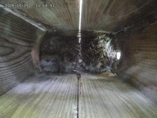 Bird Nest