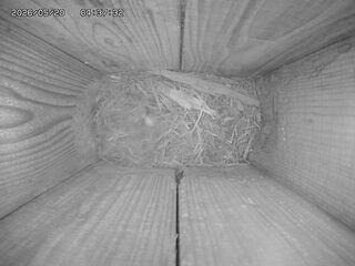 Bird Nest