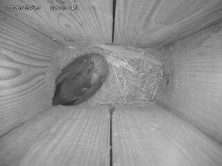 Bird Nest