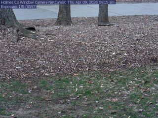 Webcam in East Lansing,United States