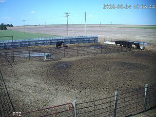 Cow Pasture