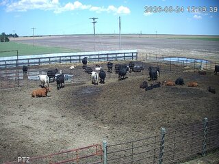 Cow Pasture