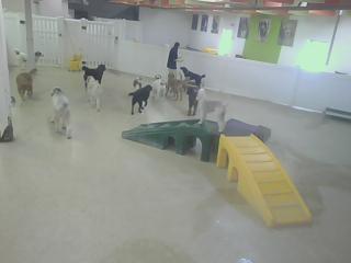 Dog Care