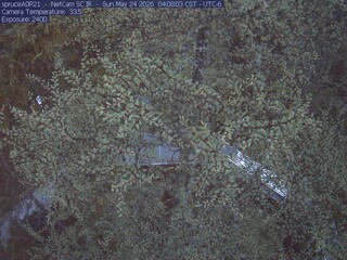 Spruce Trees