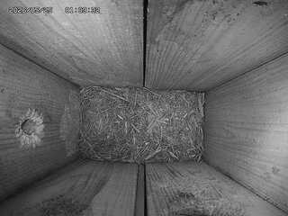 Bird Nest