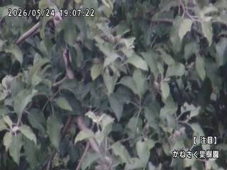 Kanesaku Orchard