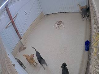 Dog Day Care