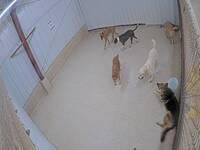 Dog Day Care