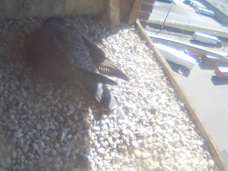 Webcam in United States