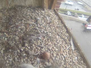 Falcon Nest