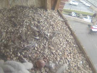 Falcon Nest