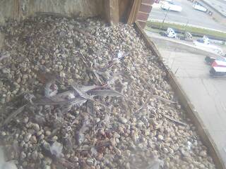 Falcon Nest