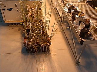 Greenhouse