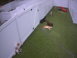 Dog Care