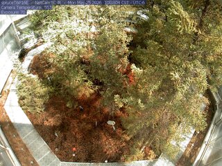 Spruce Views